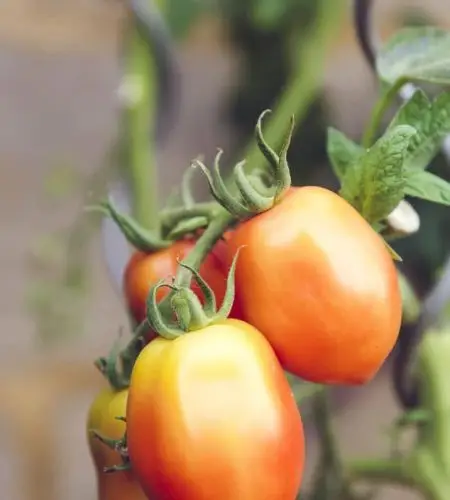 tomato